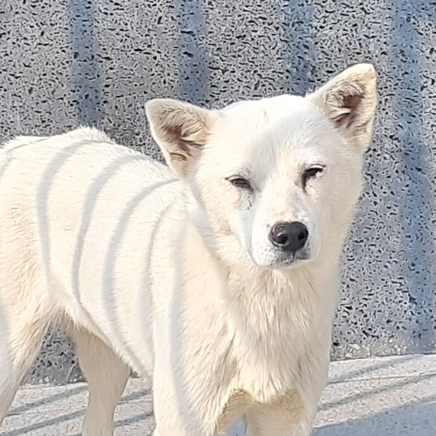 보호중 믹스견의 가…